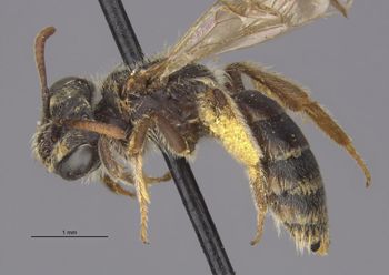 Media type: image;   Entomology 30485 Aspect: habitus lateral view